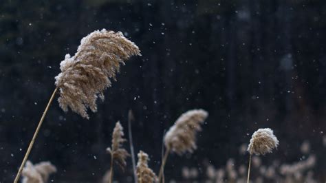Wallpaper reeds, stems, snow, lake, nature hd, picture, image