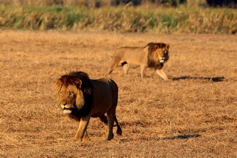 WILDERNESS BUSANGA BUSH CAMP (Kafue National Park) - Lodge Reviews ...