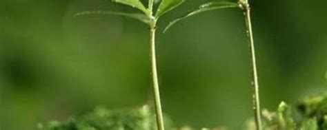 种子萌发的环境条件-农百科