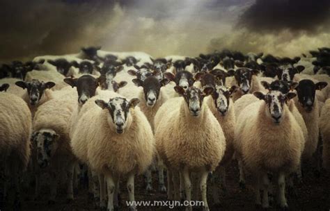 梦见羊群是什么意思预兆 - 原版周公解梦大全