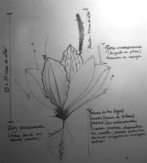 Descripción del Plantago Major (Llantén). Cuaderno... - Savias y Sabias