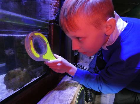 Finding Nemo.... - Calder Lodge School