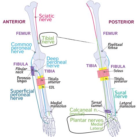 Active Learning for the Medical Sciences | ditki medical & biological sciences