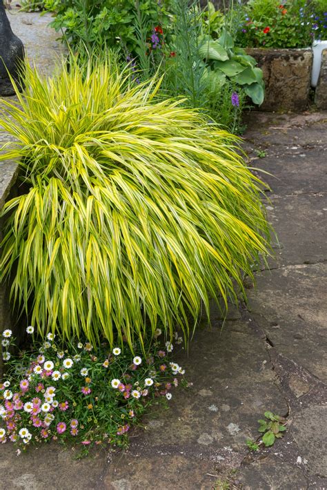 Small Ornamental Grasses