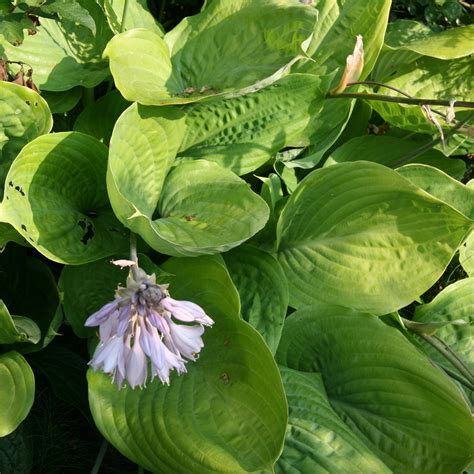 HOSTA 'Sum and Substance' - funkia géante jaune