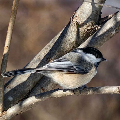 Birds Painting On Rocks 的图像结果