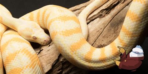 Image result for Automating Python Code