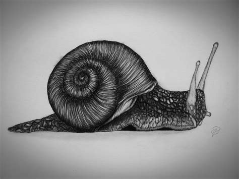 Image result for Snail Shell Drawing