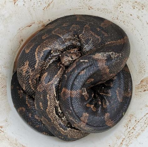 Image result for Python Catcher