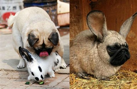 属兔是哪一年的 属兔的是哪年出生