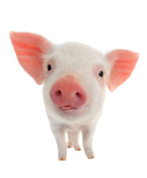 小猪,可爱的,婴儿,垂直画幅,正面视角,干草,注视镜头,家猪,无人,动物身体部位摄影素材,汇图网www.huitu.com