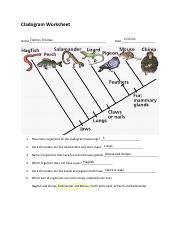 Image result for Cladogram Worksheet Worm