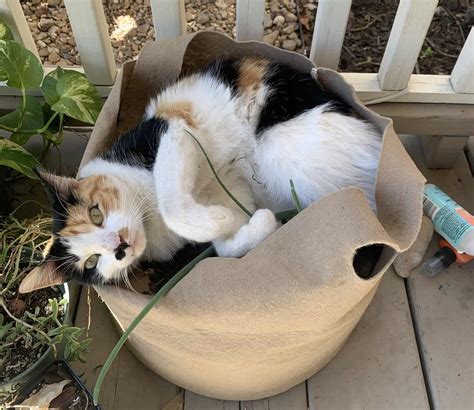 Is Bromeliad Toxic to Cats? [Safe or Harmful]