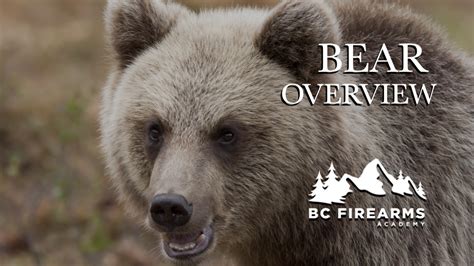 Image result for Bear Program