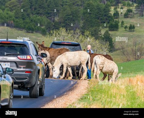 Wild Burros or Donkeys on Wildlife Loop Road blocking traffic in Custer ...