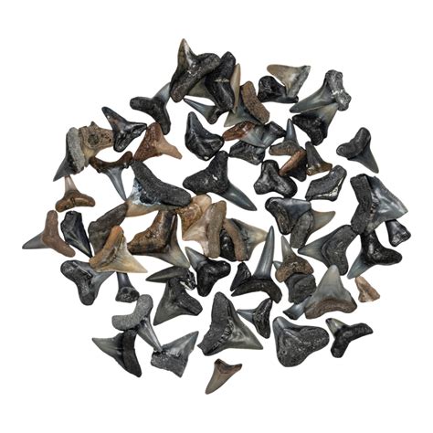 Real Bag-O-Fossil Shark Teeth For Sale — Skulls Unlimited International ...