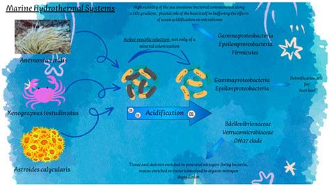 Bacteria Associated with Benthic Invertebrates from Extreme Marine ...