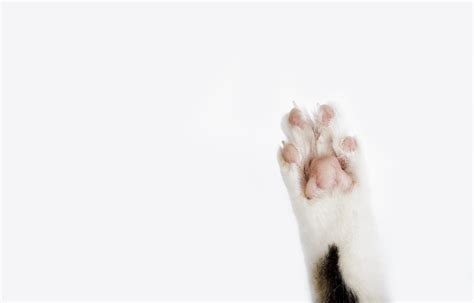 Pet Paw Preference: Is Your Pet Best Left or Right-Handed?
