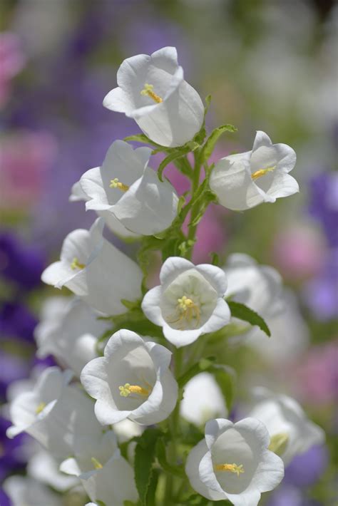 Canterbury bells | Campanula flowers, Beautiful flowers pictures, White ...