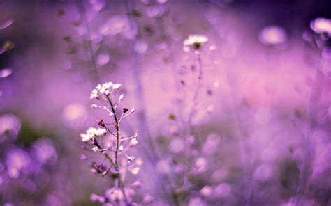 Bokeh Flower Wallpapers - Top Free Bokeh Flower Backgrounds ...