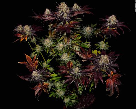 Runtz x Layer Cake Strain » Samen, Bewertungen & Anbau