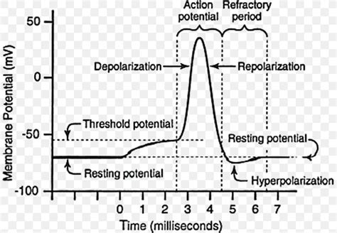 Image result for Neuron Resting Membrane Potential