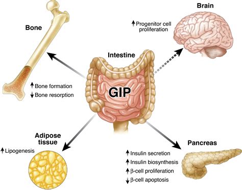The Biological Mechanism Of Glp1 And Gip In The Body
