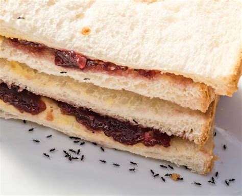 How to Get Rid of Small Insects in the Kitchen | how to get rid of ...