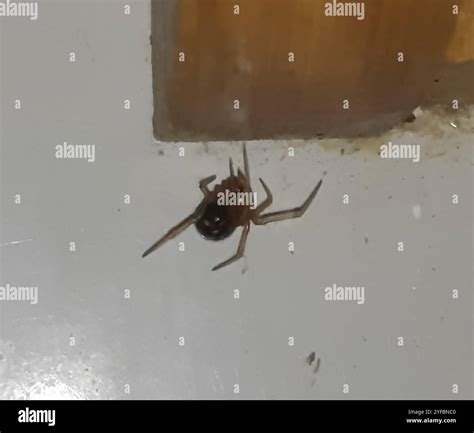 Nesticodes rufipes hi-res stock photography and images - Alamy