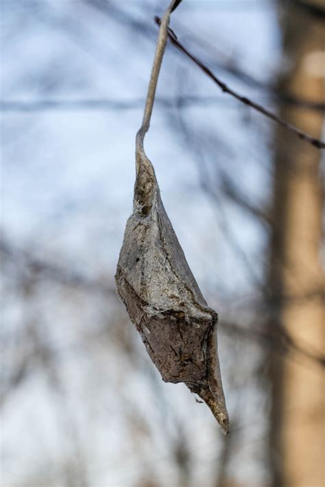 Luna Moth Cocoon