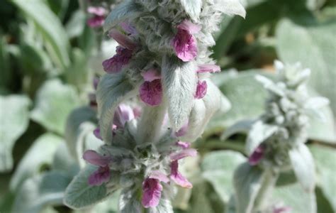 Are Coleus Deer And Rabbit Resistant at Erin Birks blog