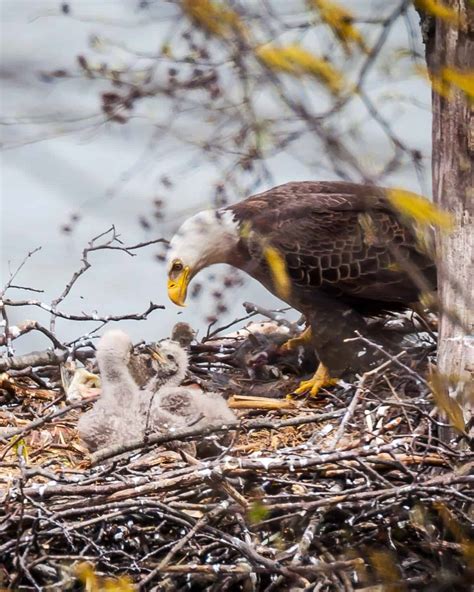 Baby Bald Eagles: All You Need to Know