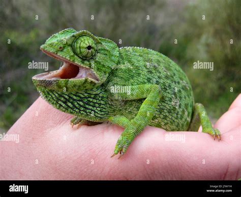 Chameleons Camouflage