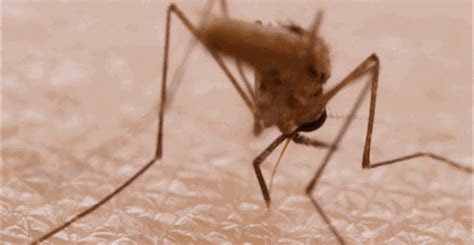 把正在吸血的蚊子拍死，它的口器会留在人体内吗？三分钟带你看懂 - 知乎