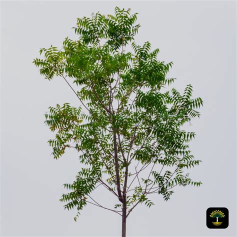 Neem Tree 的图像结果