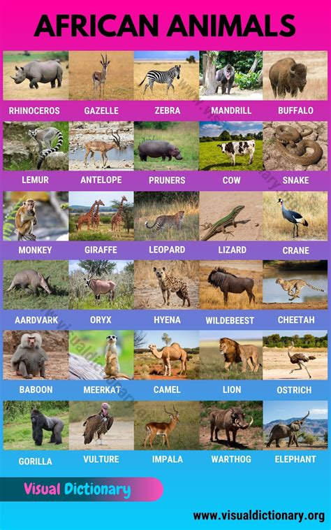 Animals: 1000+ Animal Names | Great List of All Animals | Classification of Animals - Visual ...