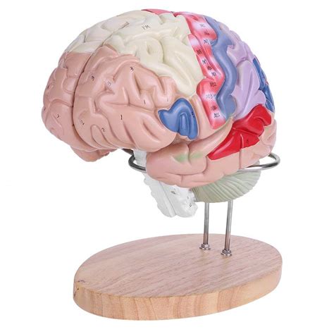 Buy Brain Structure Model Anatomy, Color Coded Cerebral Cortex Nerve ...