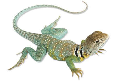 Rezultat imagine pentru Collared Lizard