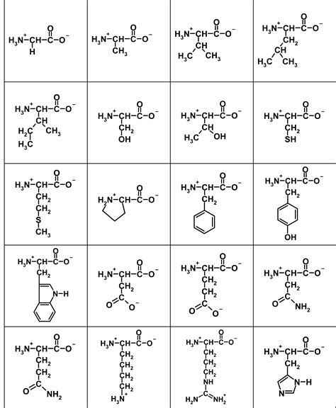 Amino Acid Structure Flashcards Printable at Linda Platt blog