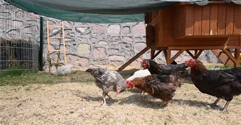 Image result for Chick Using Cucumber