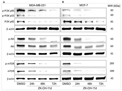Programmed Cell Death Alterations Mediated by Synthetic Indole Chalcone ...