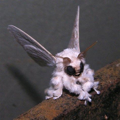 Image result for Moth Corpse Bride Stencil