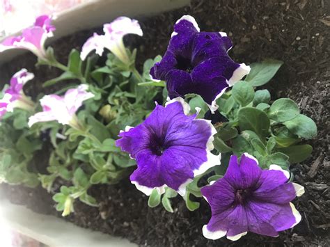 Flowers That Bloom All Summer In Michigan - 13 Types of Annuals that ...