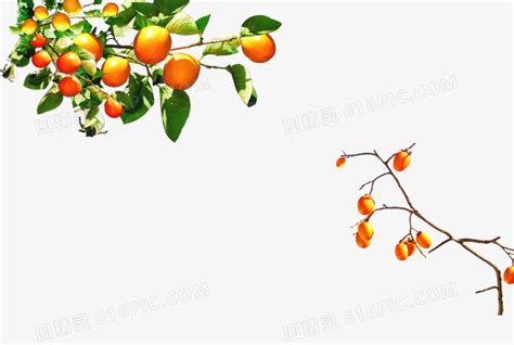 挂满桔子的果树图片免费下载_红动中国