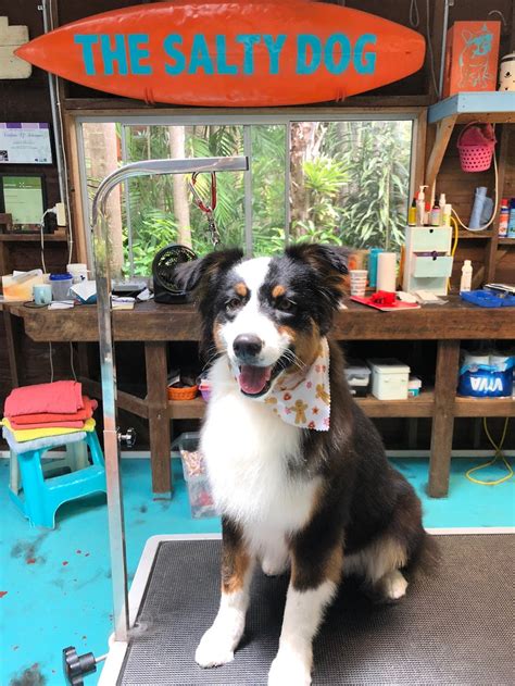 The Salty Dog Grooming Shop - 7 Palm Ave, Mullumbimby NSW 2482, Australia
