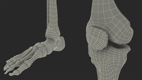 Young Man Anatomy Right Leg 3D Model $139 - .3ds .blend .c4d .fbx .max .ma .lxo .obj - Free3D
