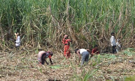 Closed Markets To Labour Shortage: How Coronavirus Lockdown Is ...