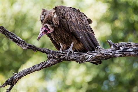 Vultures of the Old World - Africa Geographic