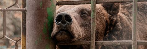 #SaddestBears - a FOUR PAWS campaign to help bears