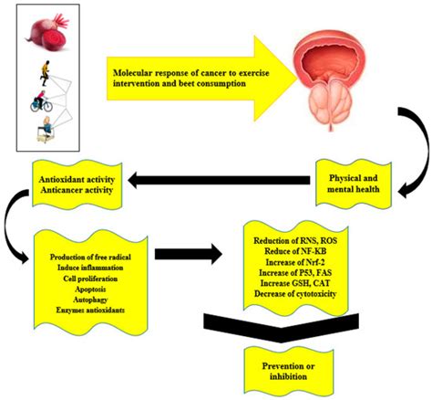 A Brief Overview of the Effects of Exercise and Red Beets on the Immune ...